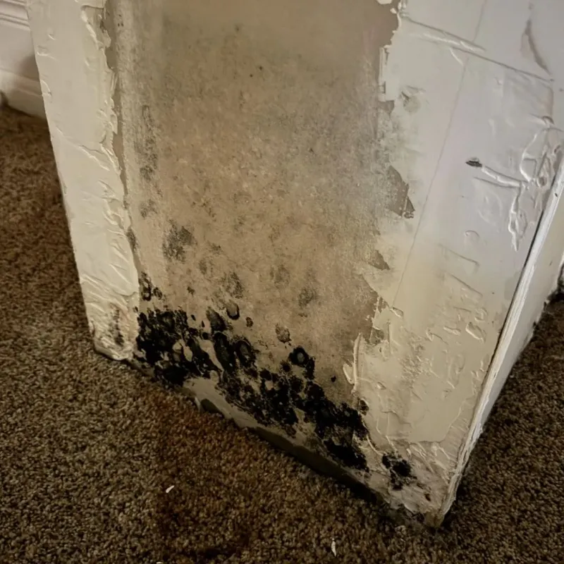 Professional Mold Removal in Kingston, PA